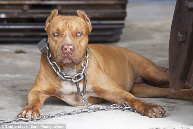 Tranh luận: Nên cấm nuôi chó pitbull hay mình thích thì nuôi thôi? - Ảnh 1.