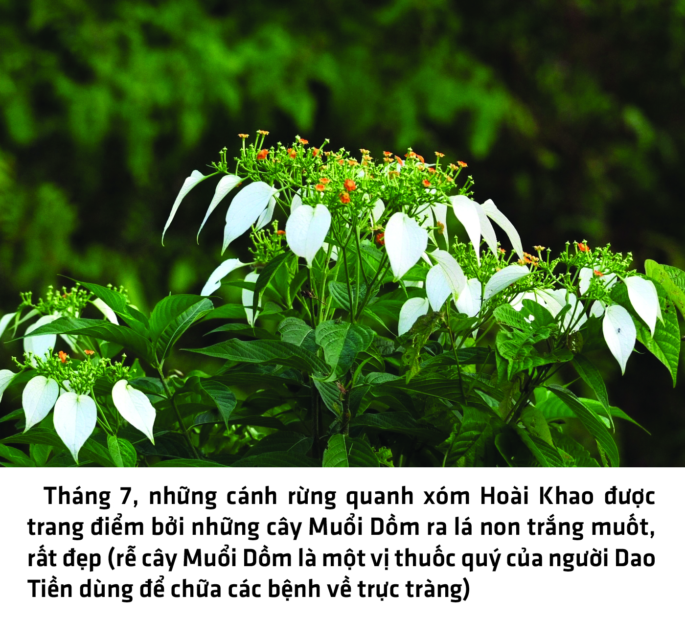 Lên Hoài Khao, ngắm sáp ong, ăn món Dao Tiền - Ảnh 10.