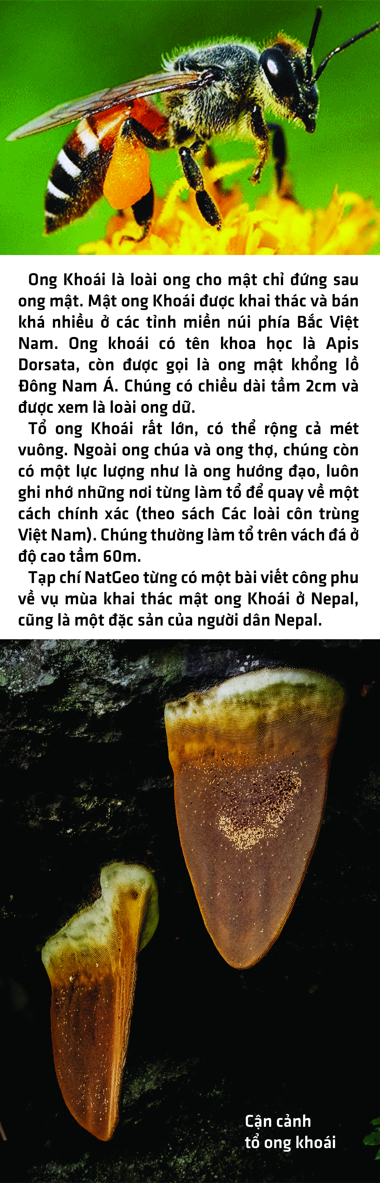 Lên Hoài Khao, ngắm sáp ong, ăn món Dao Tiền - Ảnh 7.