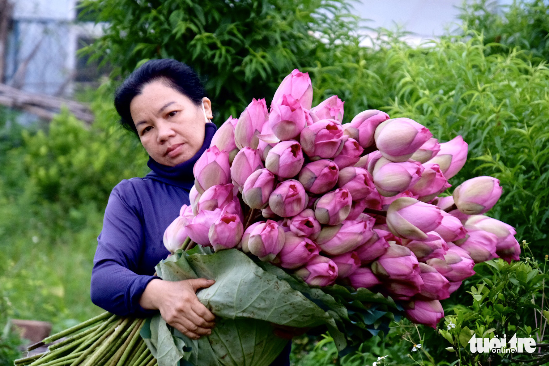 Chi tiền triệu vẫn khó mua sen hồ Tây - Ảnh 1. Chi tiền triệu vẫn khó mua sen hồ Tây - Ảnh 1.