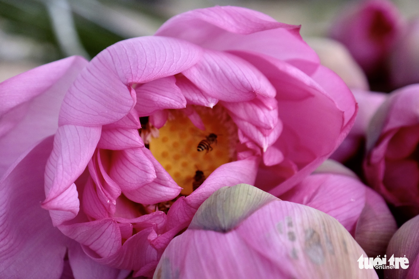 Chi tiền triệu vẫn khó mua sen hồ Tây - Ảnh 5. Chi tiền triệu vẫn khó mua sen hồ Tây - Ảnh 5.