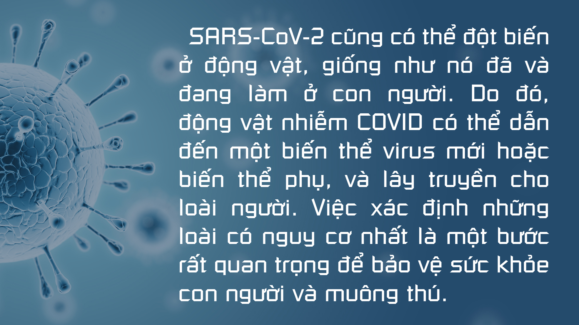 Không thể xem thường COVID-19 ở động vật - Ảnh 1.