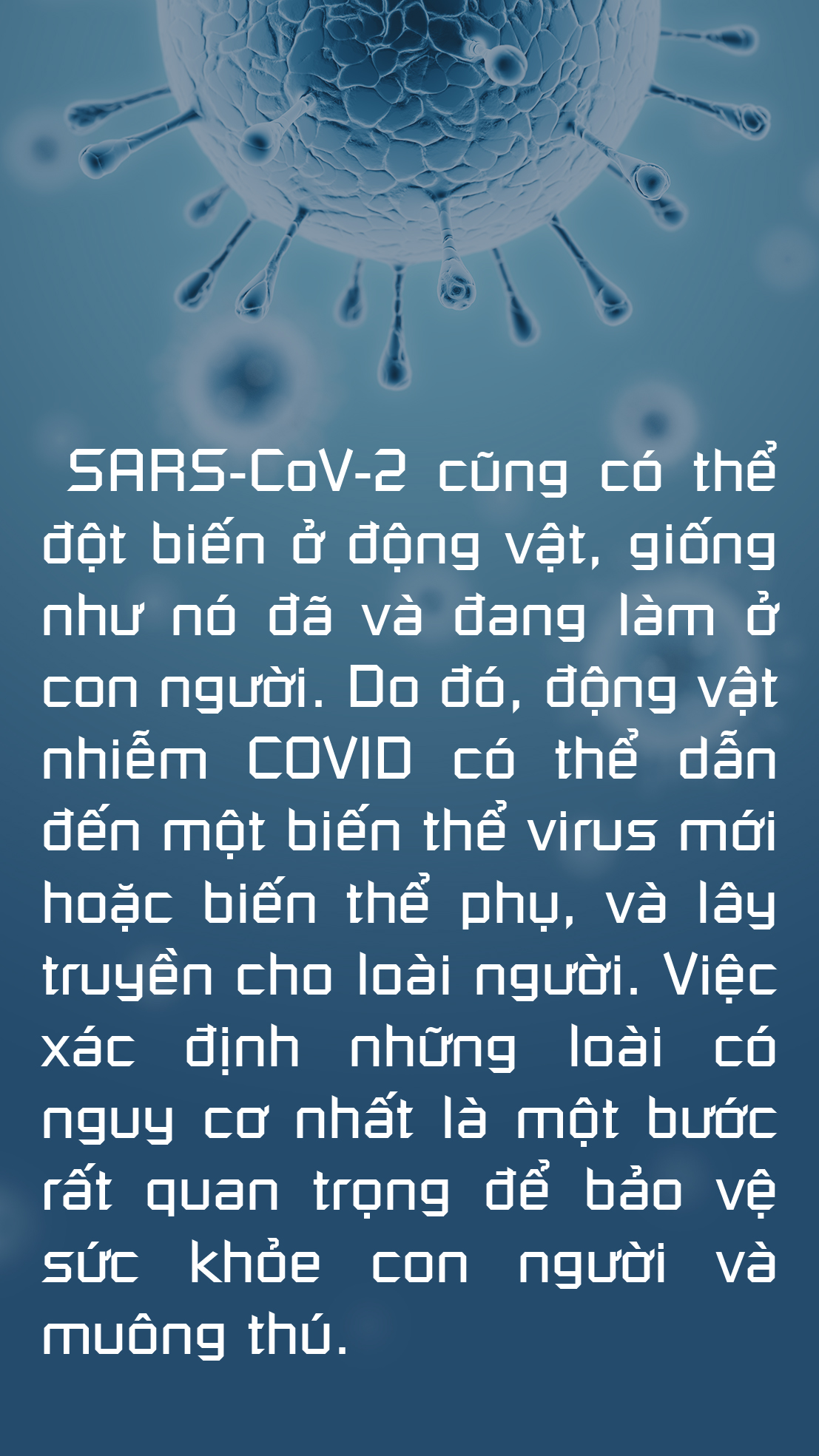 Không thể xem thường COVID-19 ở động vật - Ảnh 1.