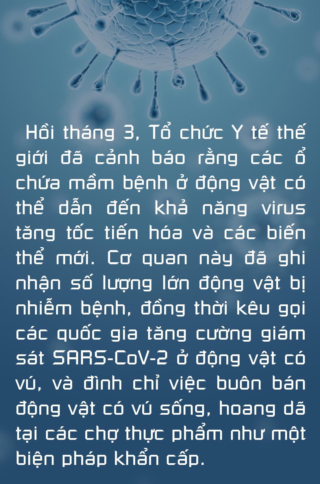 Không thể xem thường COVID-19 ở động vật - Ảnh 10.