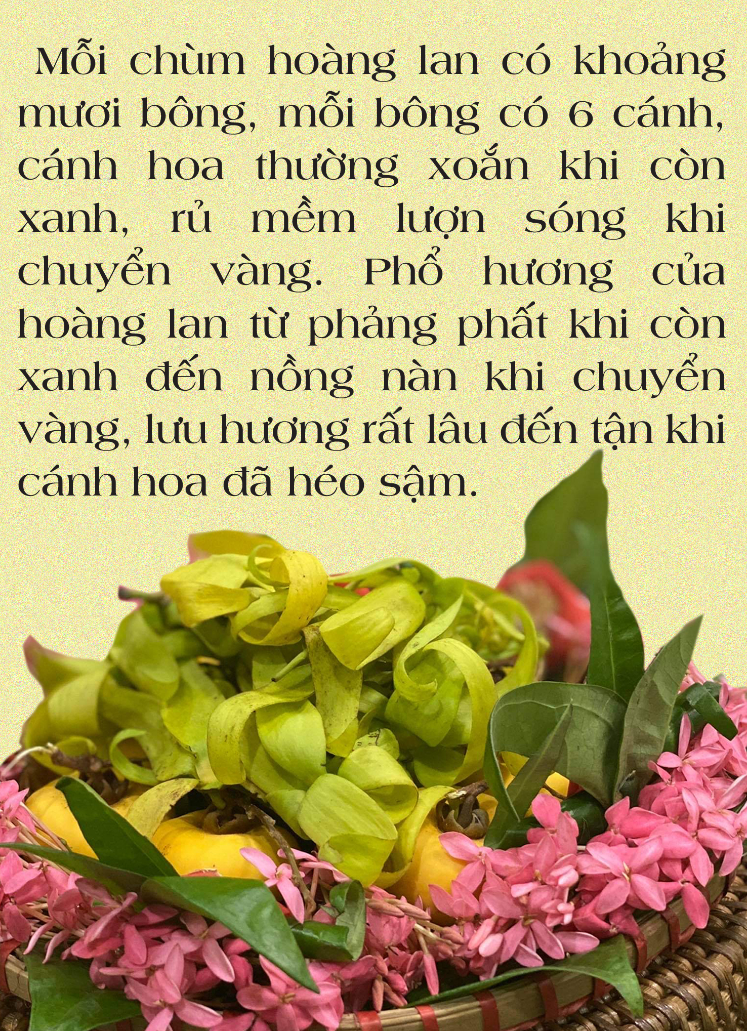 Mùa thu, mùa thơm,  mùa thương - Ảnh 12.