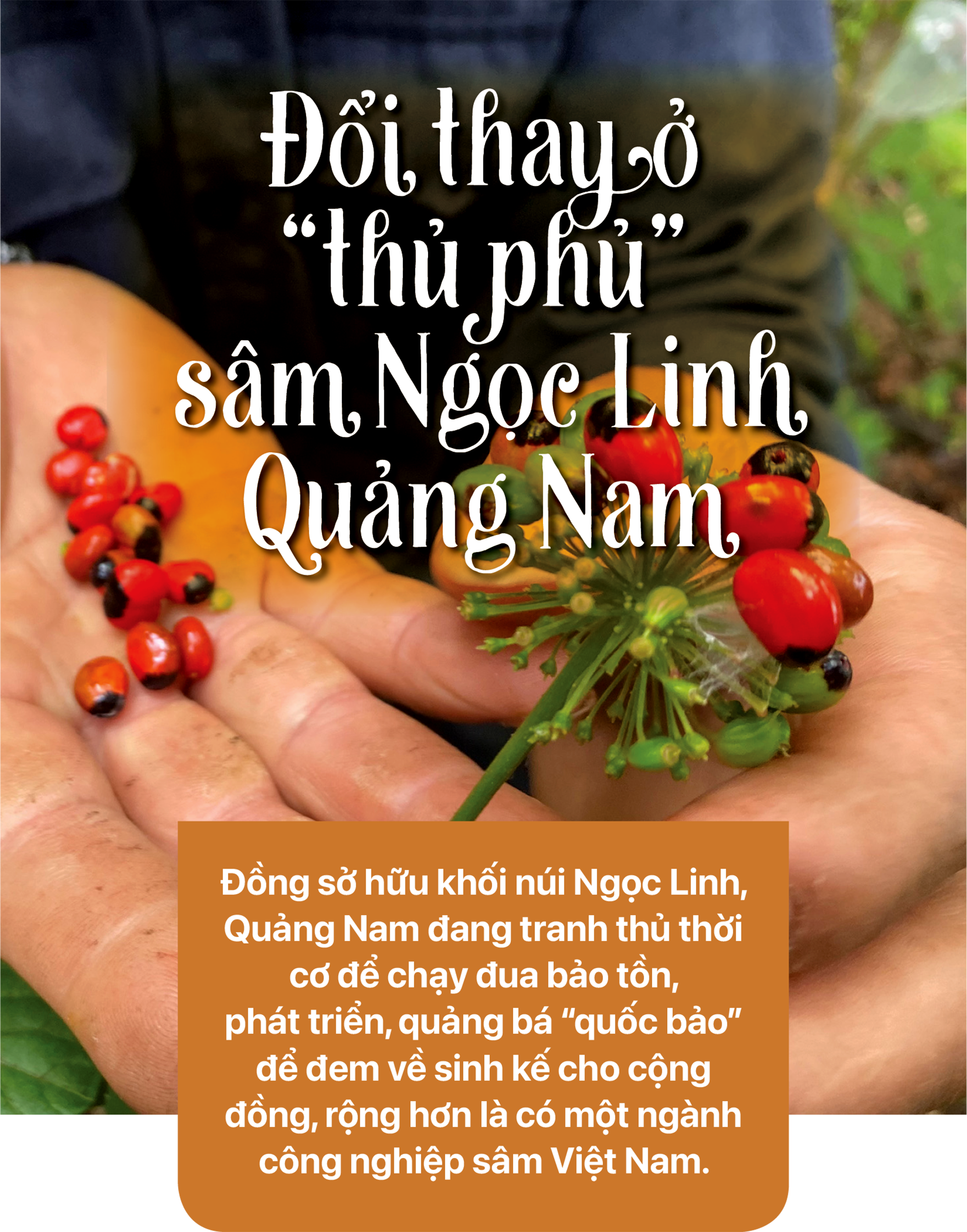 Phát triển Sâm Ngọc Linh thành thương hiệu quốc gia - Ảnh 2.