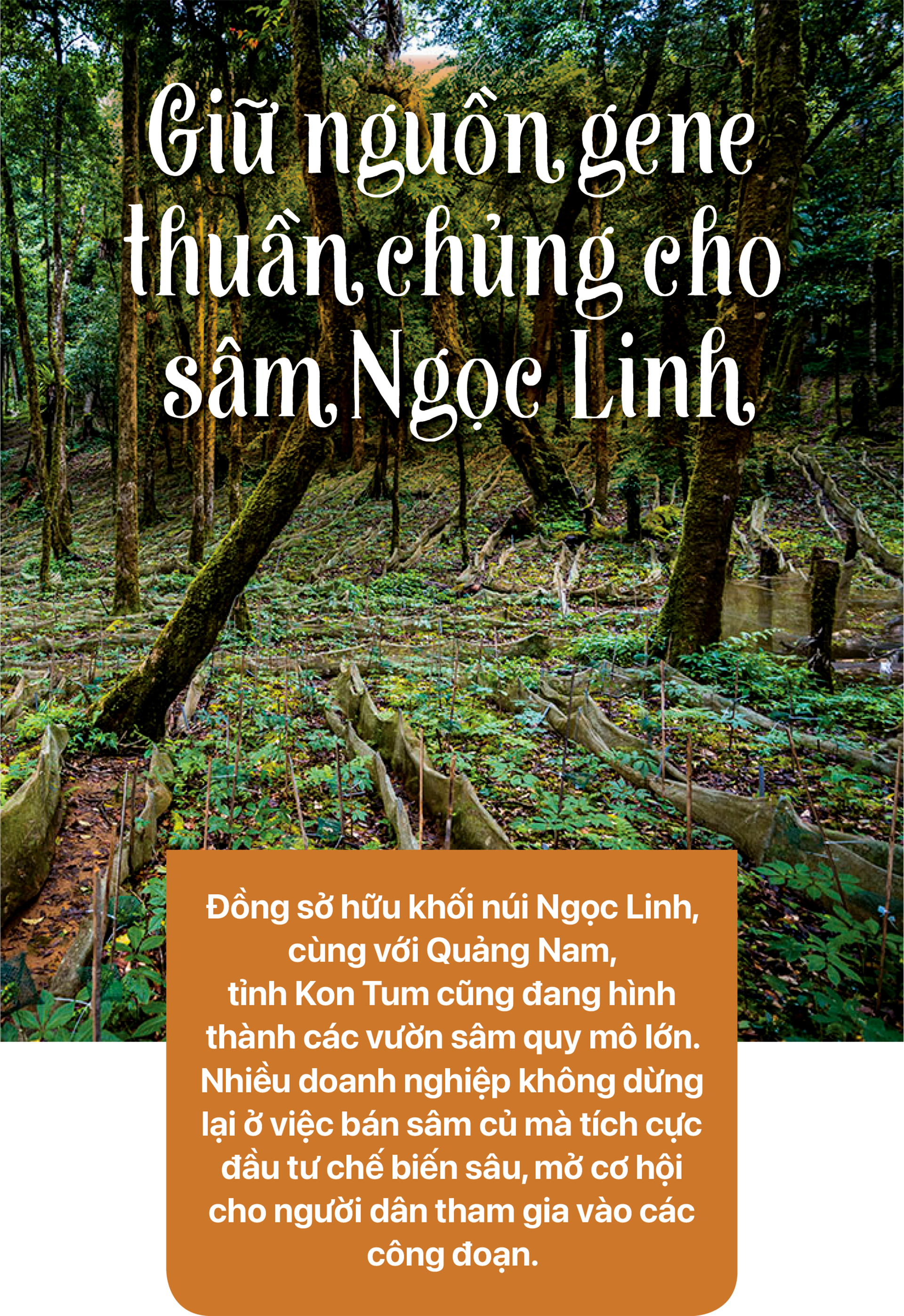 Phát triển Sâm Ngọc Linh thành thương hiệu quốc gia - Ảnh 11.