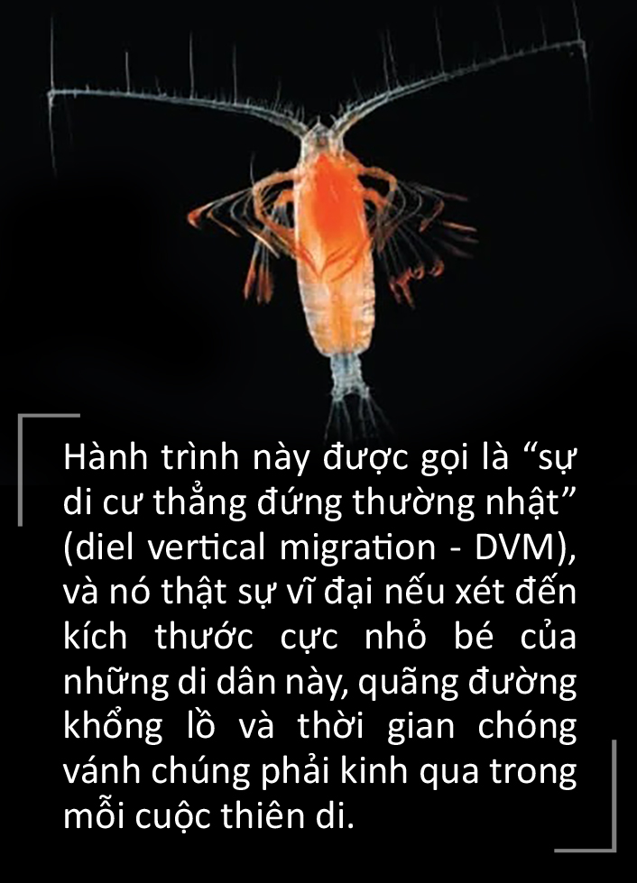Hành trình bơi lên vào ban đêm rồi rút lui khi trời sáng - Ảnh 2.
