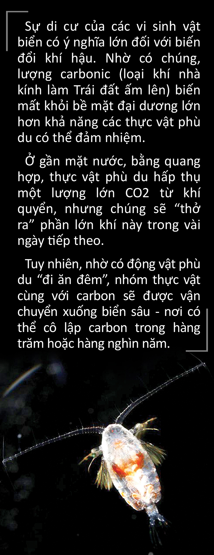 Hành trình bơi lên vào ban đêm rồi rút lui khi trời sáng - Ảnh 12.