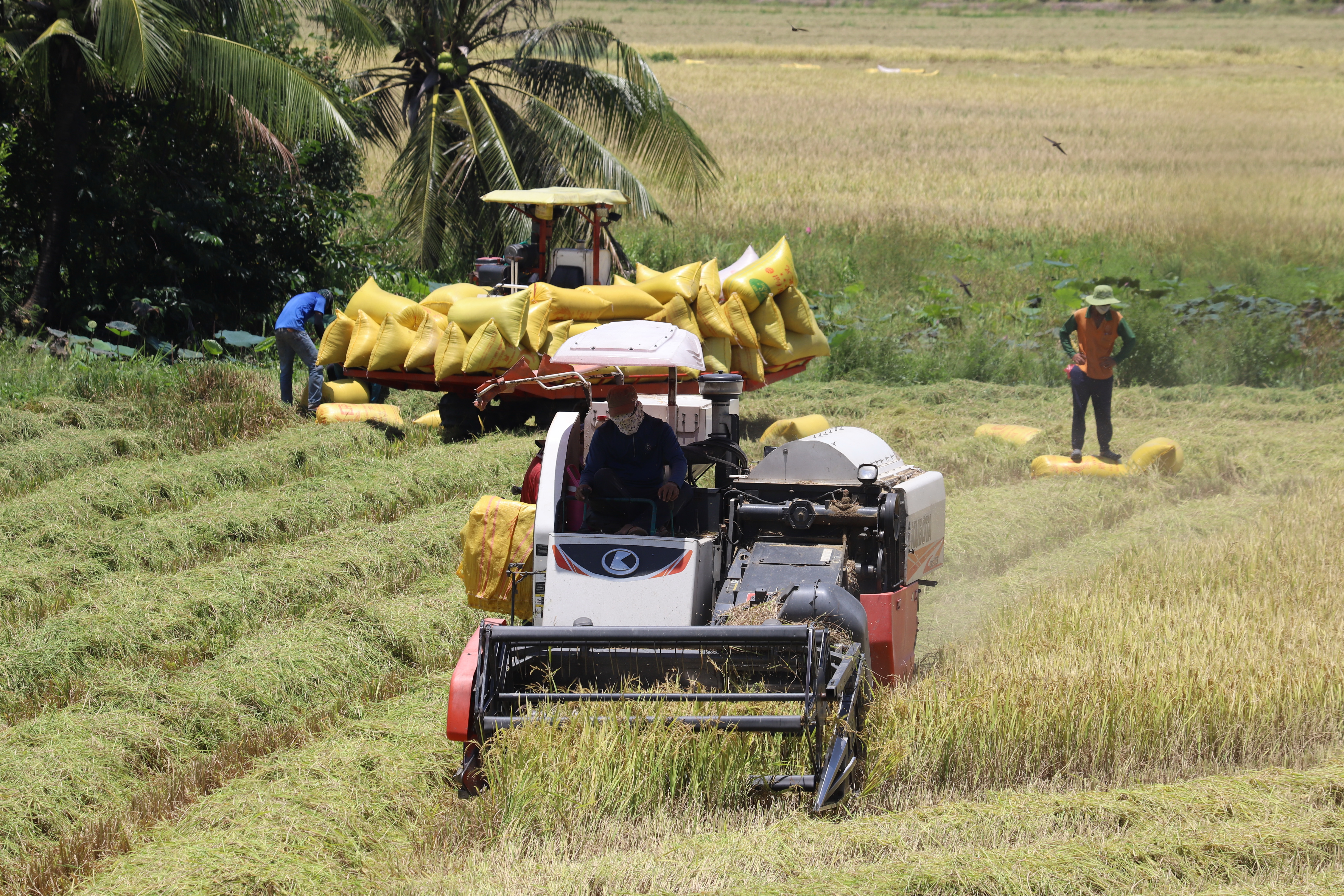 bộ nông nghiệp - Ảnh 1.