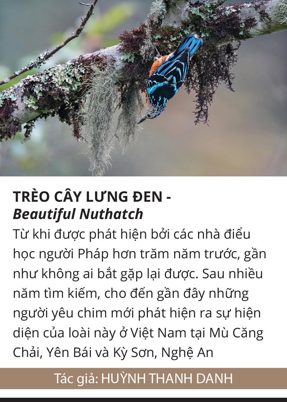 Một cánh chim, một khoảnh khắc và một nỗi lo... - Ảnh 4.