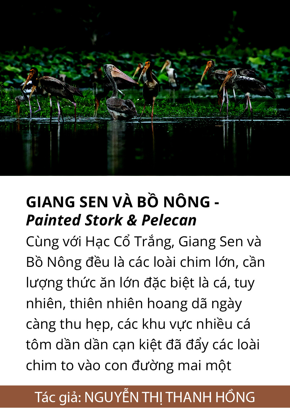 Một cánh chim, một khoảnh khắc và một nỗi lo... - Ảnh 14.