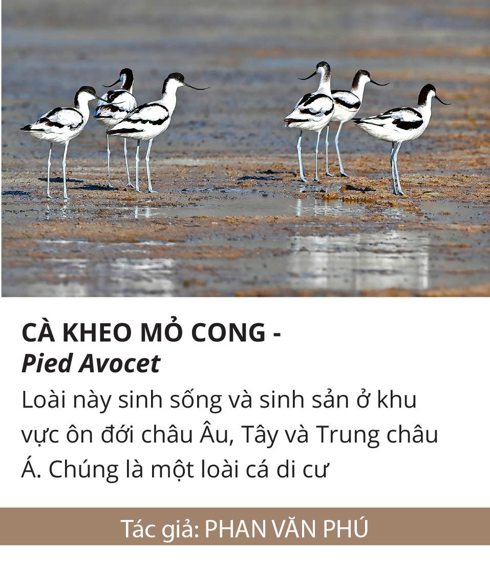 Một cánh chim, một khoảnh khắc và một nỗi lo... - Ảnh 16.