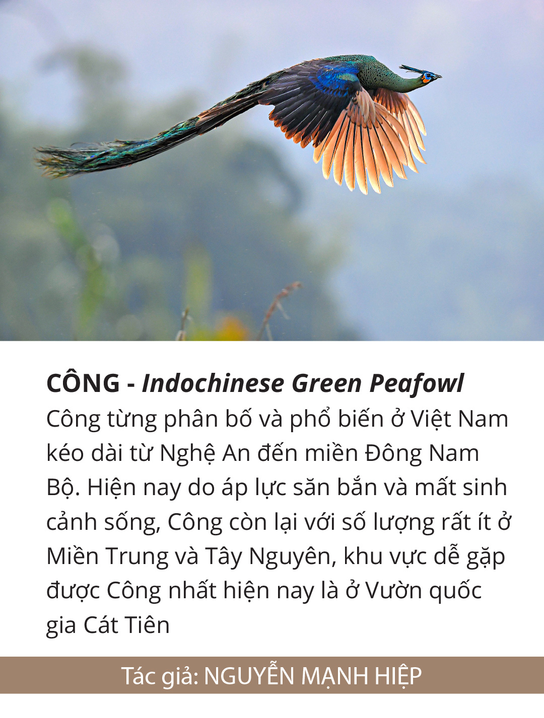 Một cánh chim, một khoảnh khắc và một nỗi lo... - Ảnh 5.