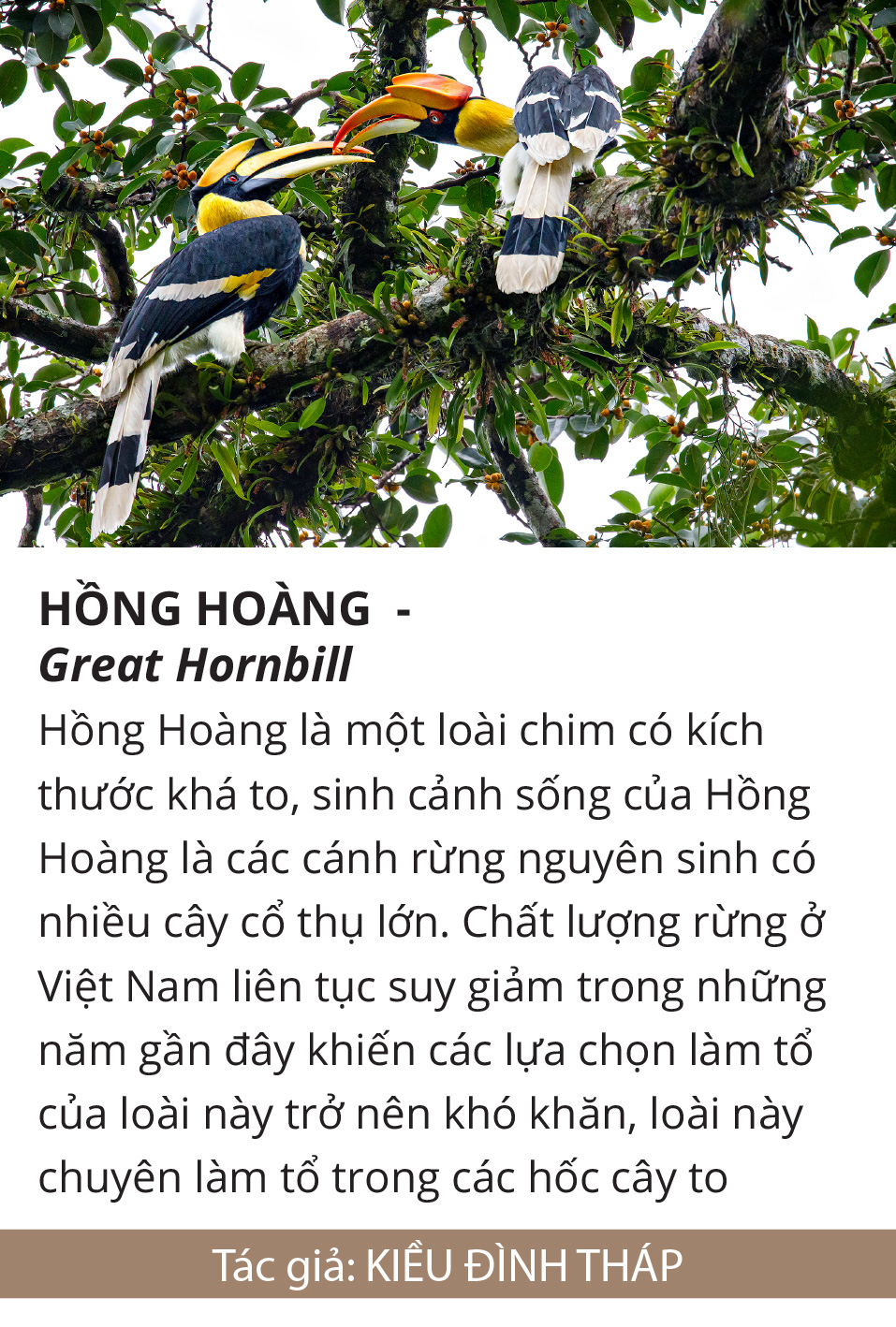 Một cánh chim, một khoảnh khắc và một nỗi lo... - Ảnh 6.