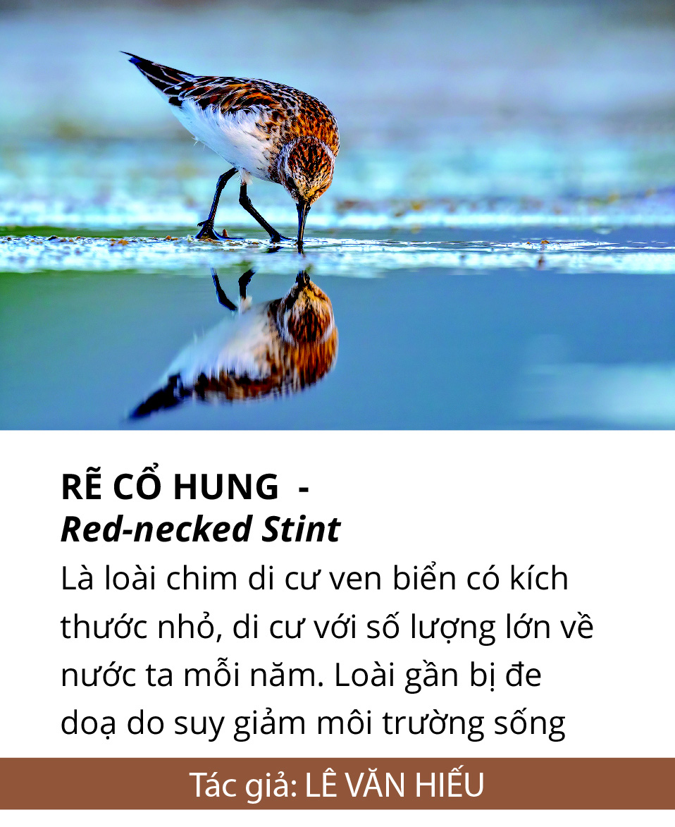Một cánh chim, một khoảnh khắc và một nỗi lo... - Ảnh 8.