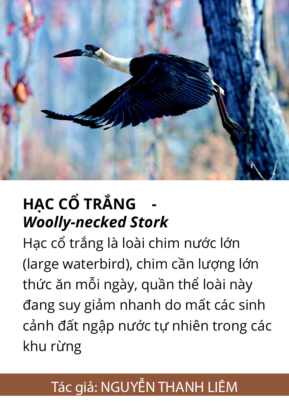 Một cánh chim, một khoảnh khắc và một nỗi lo... - Ảnh 9.