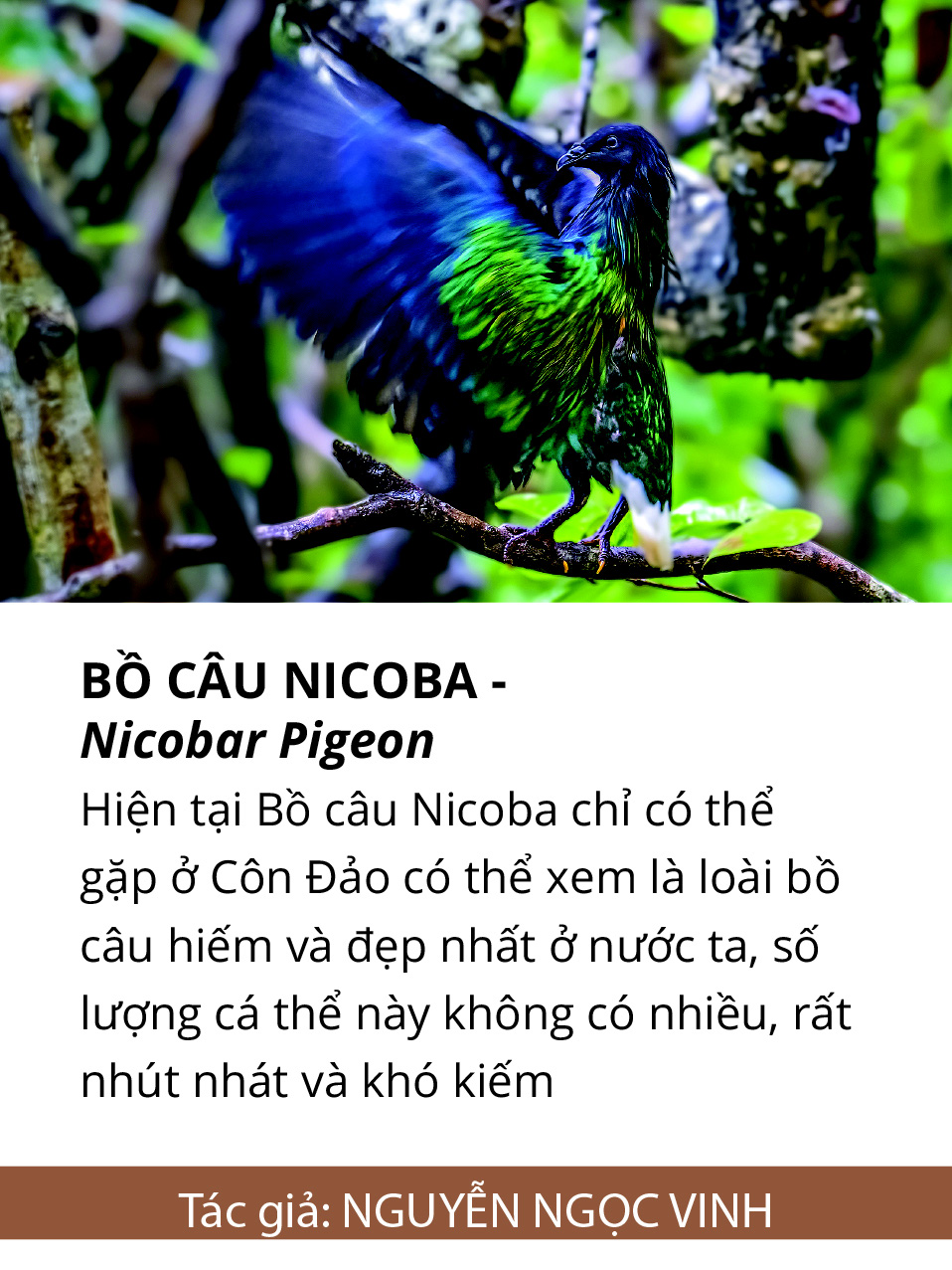 Một cánh chim, một khoảnh khắc và một nỗi lo... - Ảnh 10.