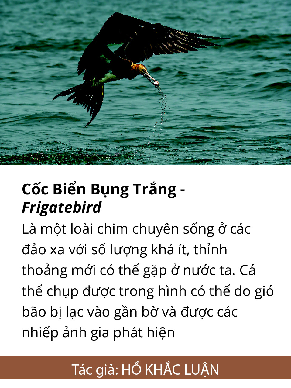 Một cánh chim, một khoảnh khắc và một nỗi lo... - Ảnh 11.