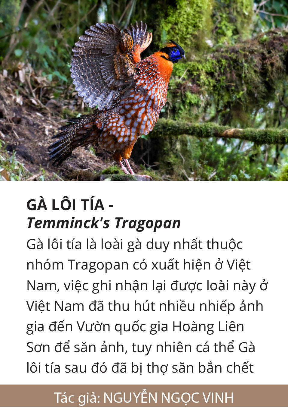 Một cánh chim, một khoảnh khắc và một nỗi lo... - Ảnh 12.