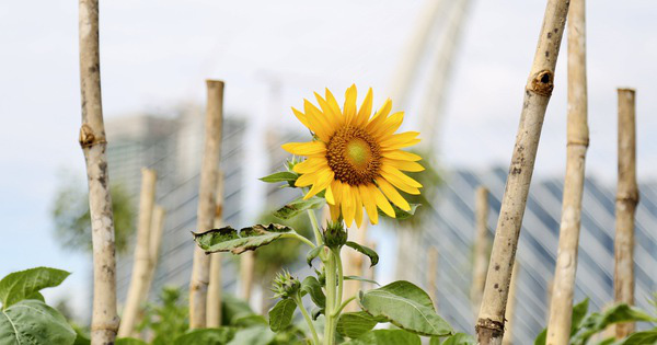 Vườn hoa hướng dương rực vàng bên bờ sông Sài Gòn, hút khách check in - Ảnh 4.