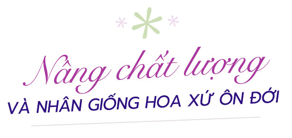 Hàng ngàn giỏ cúc mâm xôi nhiều màu cung ứng Festival hoa kiểng Sa Đéc- Ảnh 9.