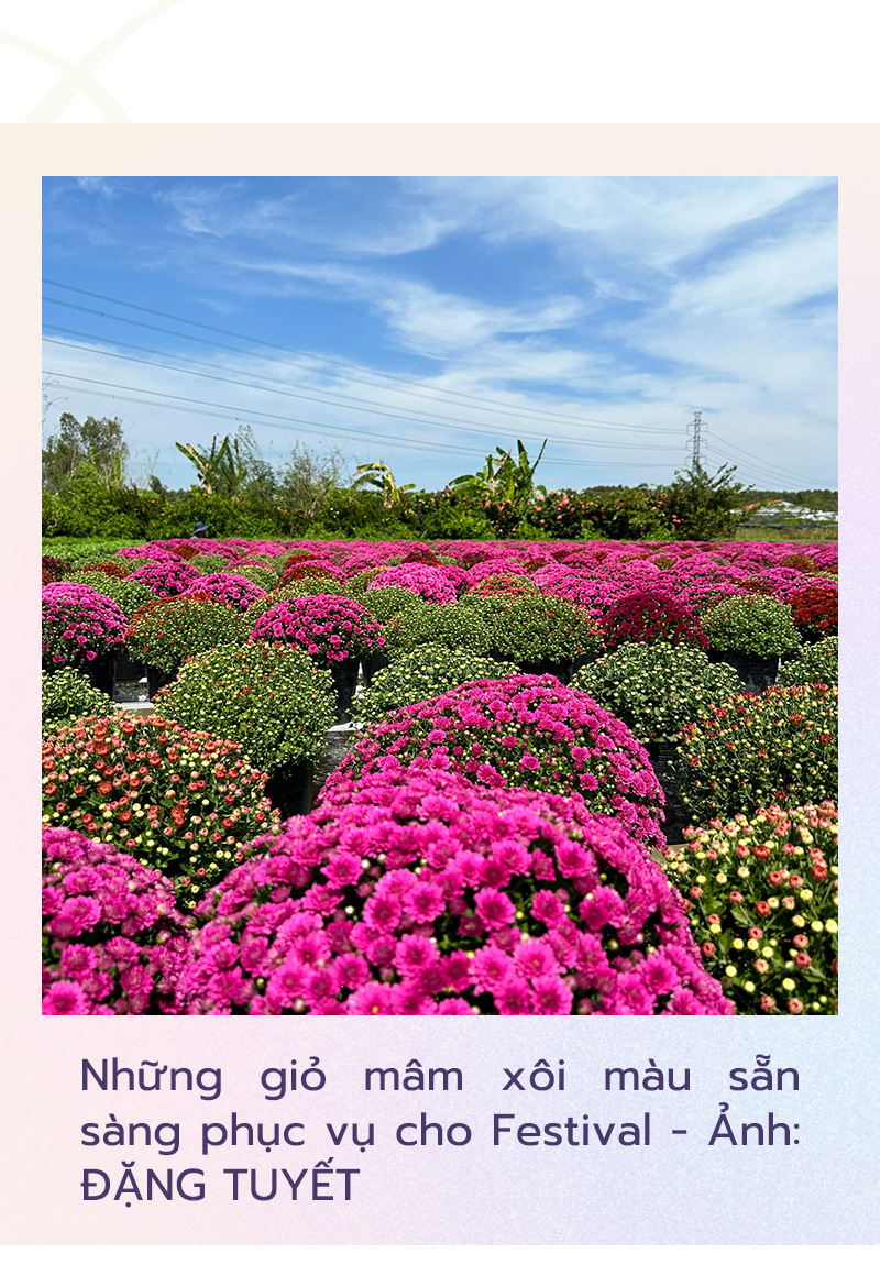 Hàng ngàn giỏ cúc mâm xôi nhiều màu cung ứng Festival hoa kiểng Sa Đéc- Ảnh 1.