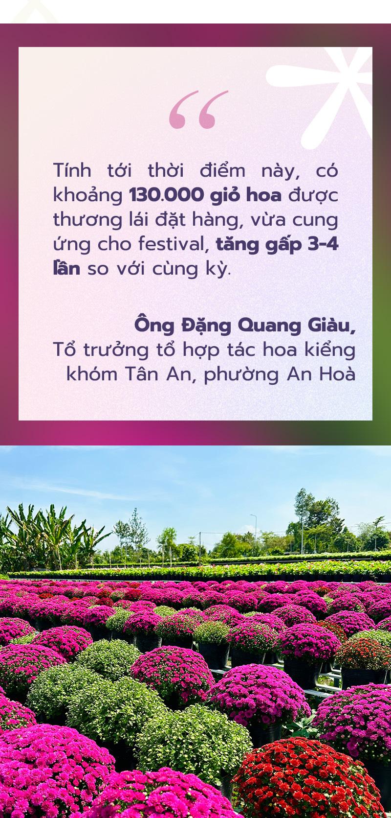 Hàng ngàn giỏ cúc mâm xôi nhiều màu cung ứng Festival hoa kiểng Sa Đéc- Ảnh 5.