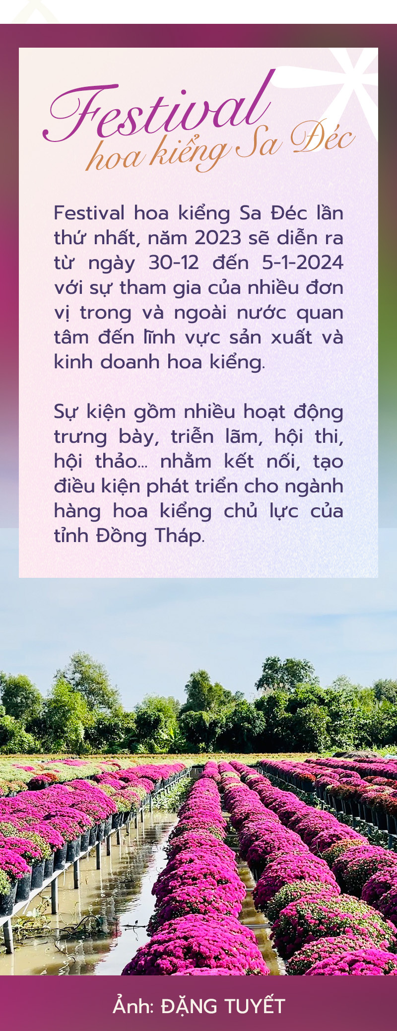Hàng ngàn giỏ cúc mâm xôi nhiều màu cung ứng Festival hoa kiểng Sa Đéc- Ảnh 11.