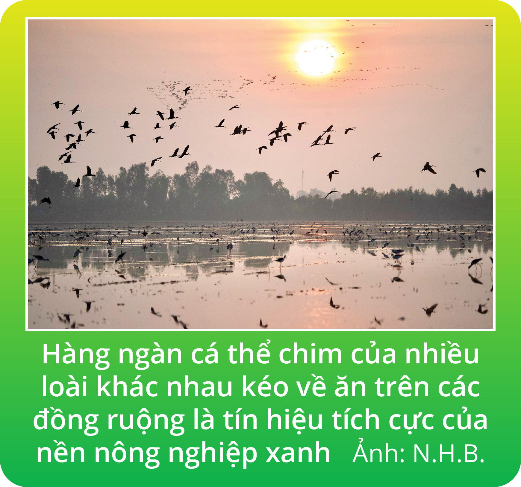 Chim tìm vịt xanh và tín hiệu vui ở Tràm Chim- Ảnh 9.