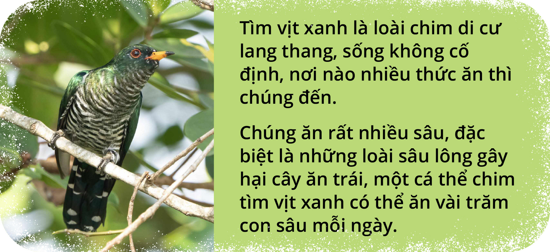 Chim tìm vịt xanh và tín hiệu vui ở Tràm Chim- Ảnh 2.