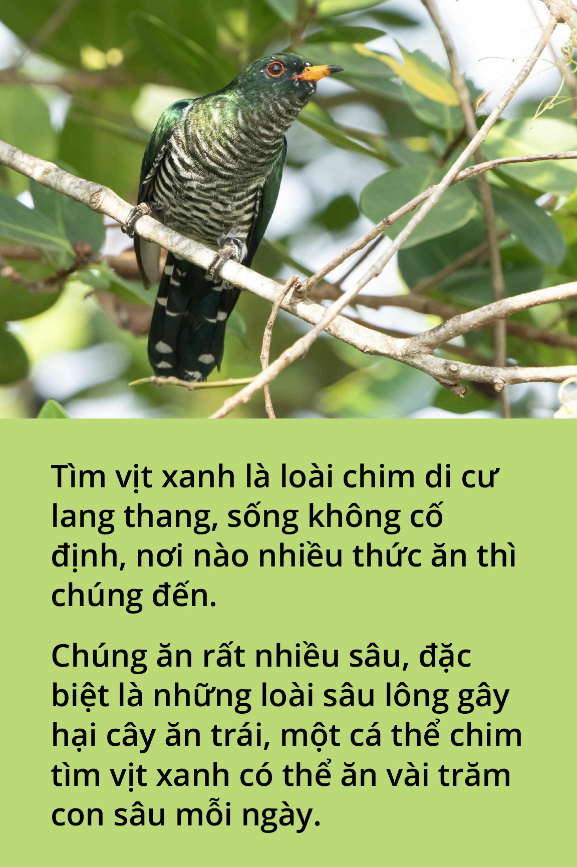 Chim tìm vịt xanh và tín hiệu vui ở Tràm Chim- Ảnh 2.
