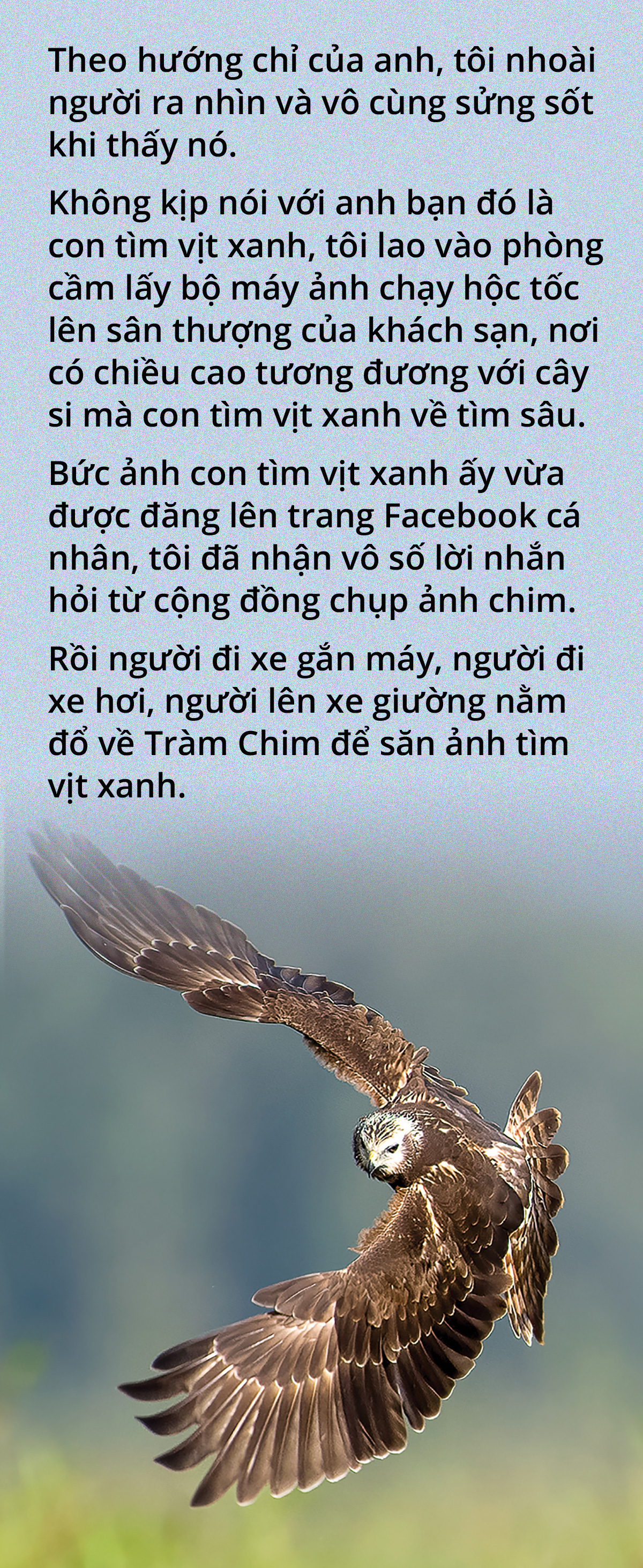 Chim tìm vịt xanh và tín hiệu vui ở Tràm Chim- Ảnh 5.