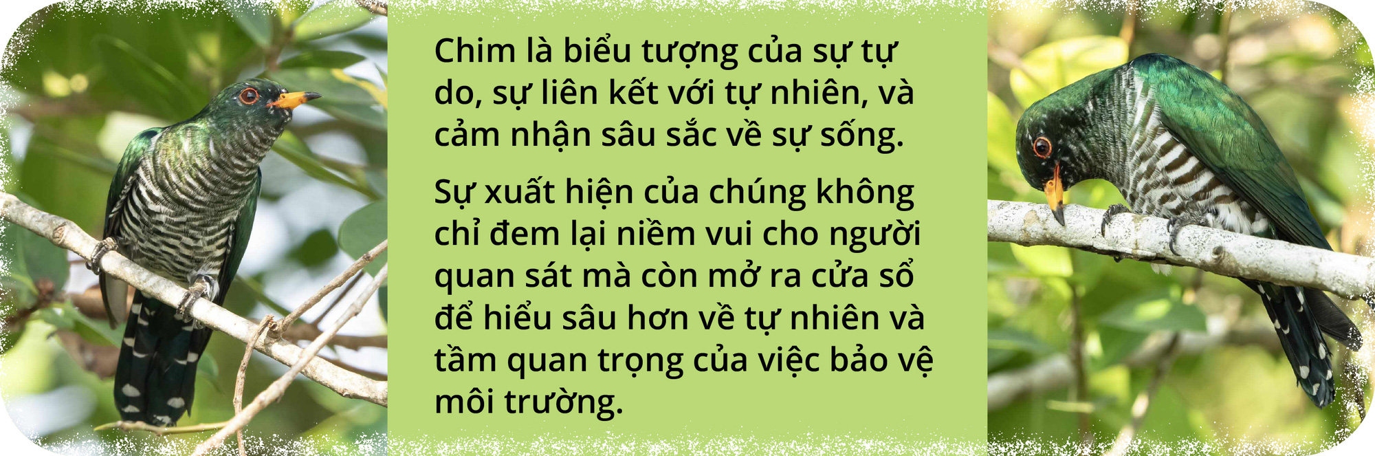 Chim tìm vịt xanh và tín hiệu vui ở Tràm Chim- Ảnh 7.