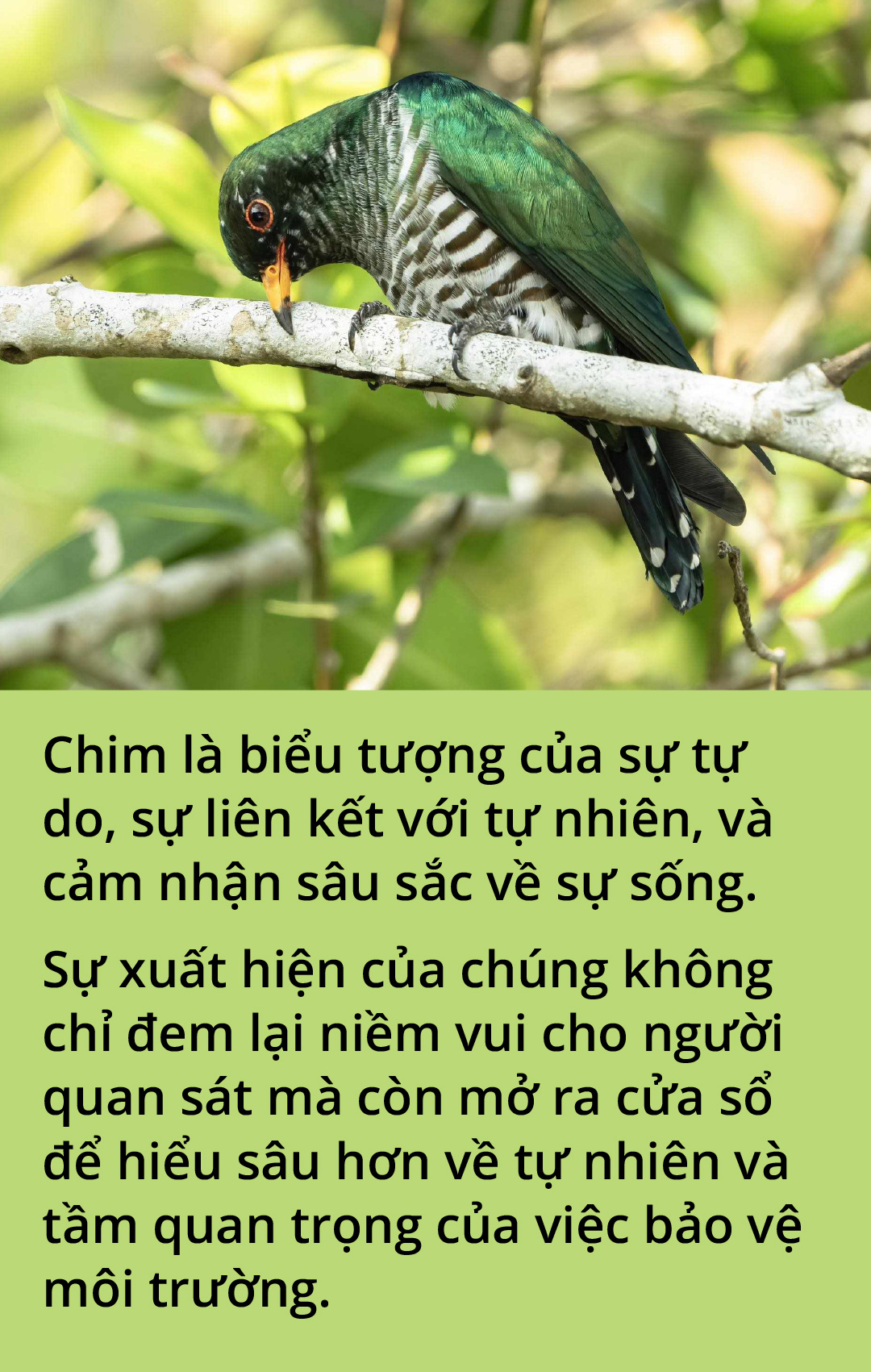 Chim tìm vịt xanh và tín hiệu vui ở Tràm Chim- Ảnh 7.