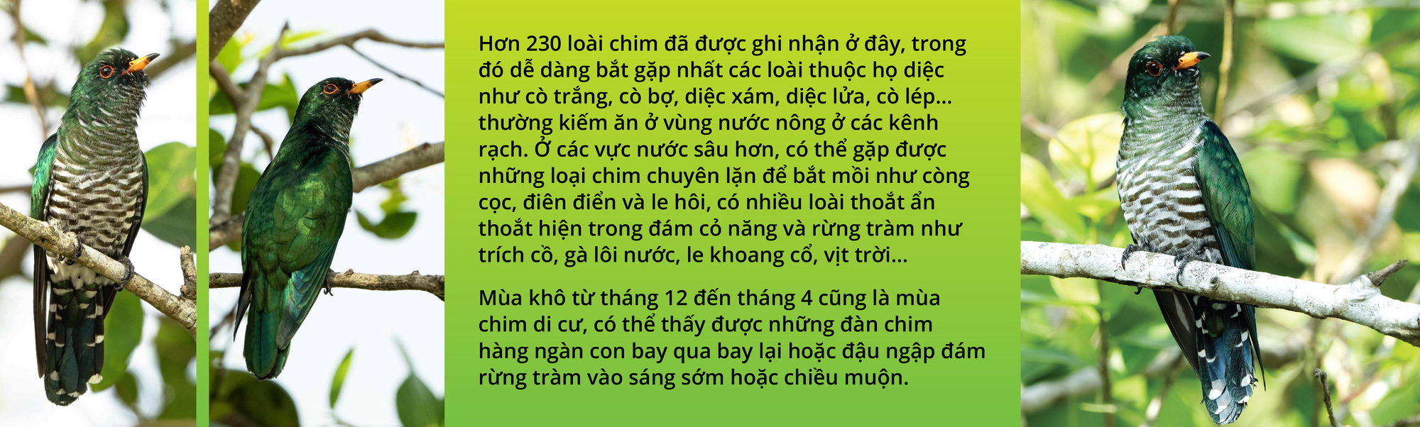 Chim tìm vịt xanh và tín hiệu vui ở Tràm Chim- Ảnh 8.