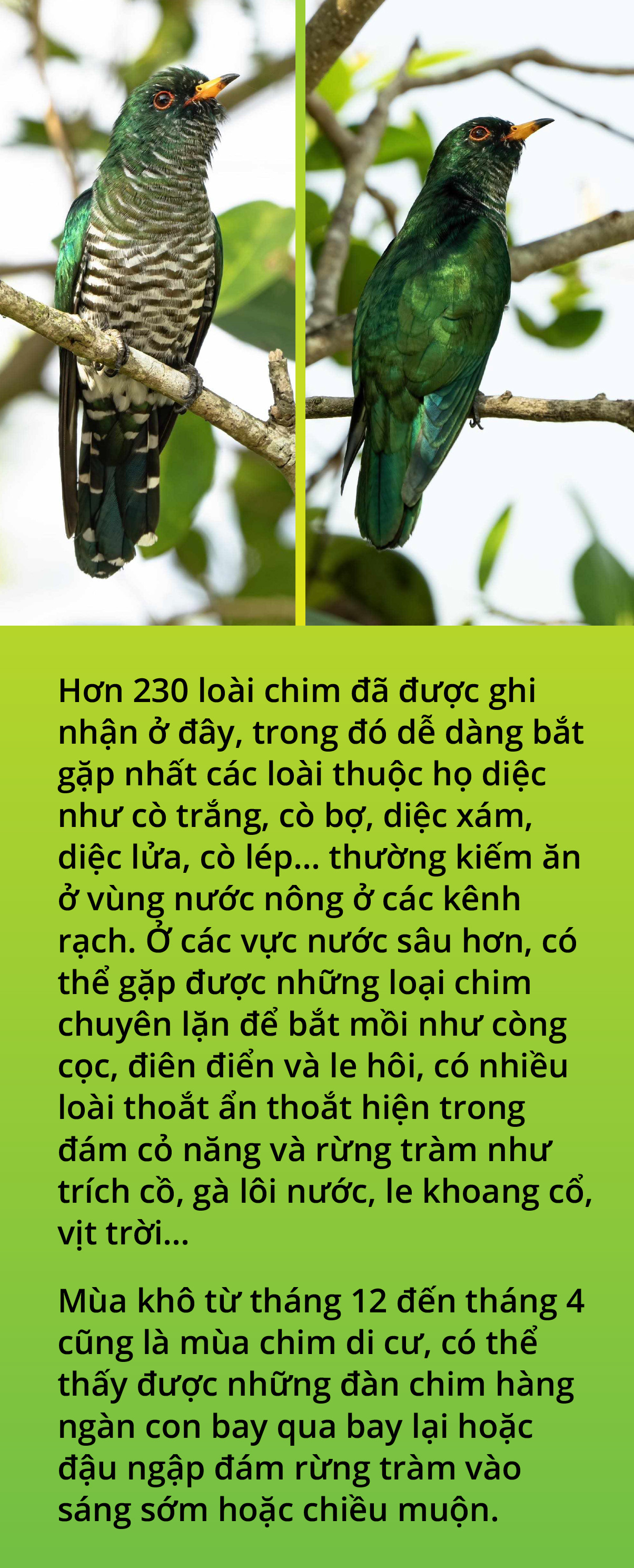 Chim tìm vịt xanh và tín hiệu vui ở Tràm Chim- Ảnh 8.