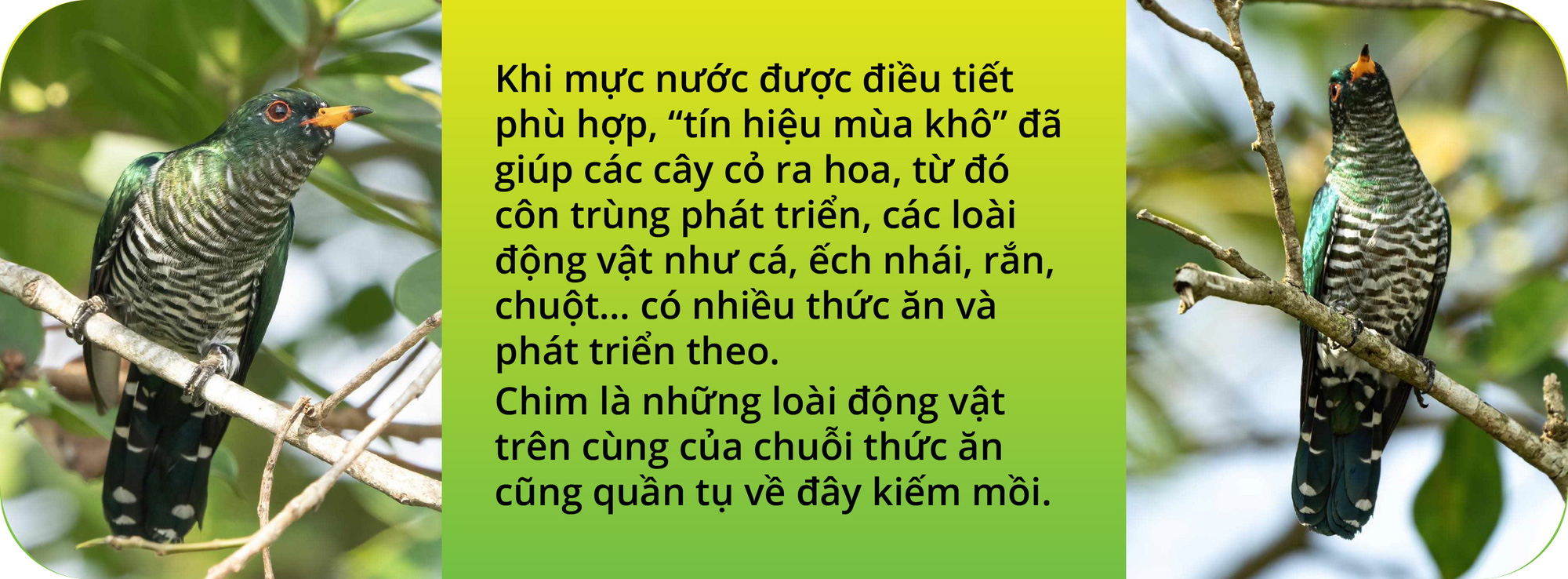 Chim tìm vịt xanh và tín hiệu vui ở Tràm Chim- Ảnh 10.