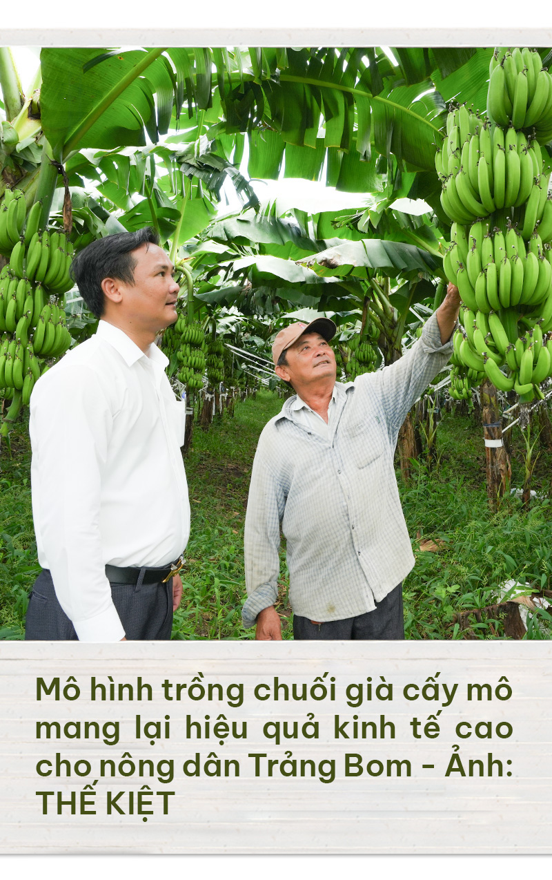 Hồi sinh từ vùng đất tiêu, điều cằn cỗi - Ảnh 2.