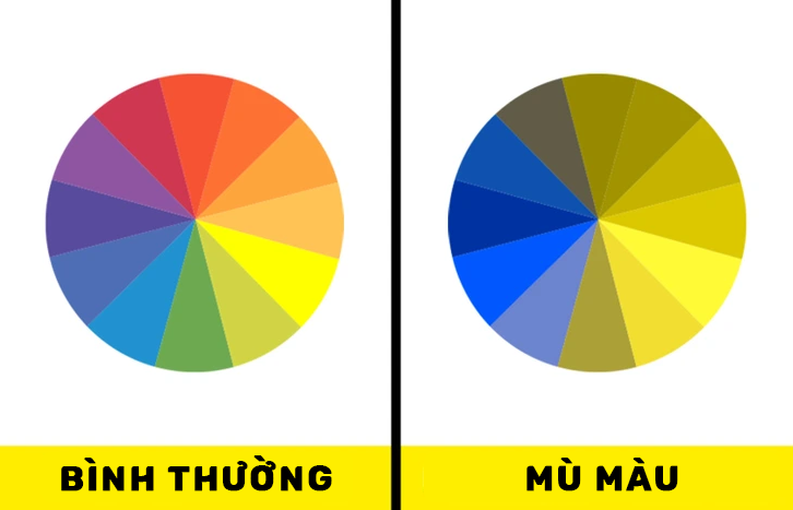 Tại sao rất nhiều nhân vật hoạt hình có màu vàng?- Ảnh 3. Góc nhìn về màu sắc của người bình thường và người bị mù màu.