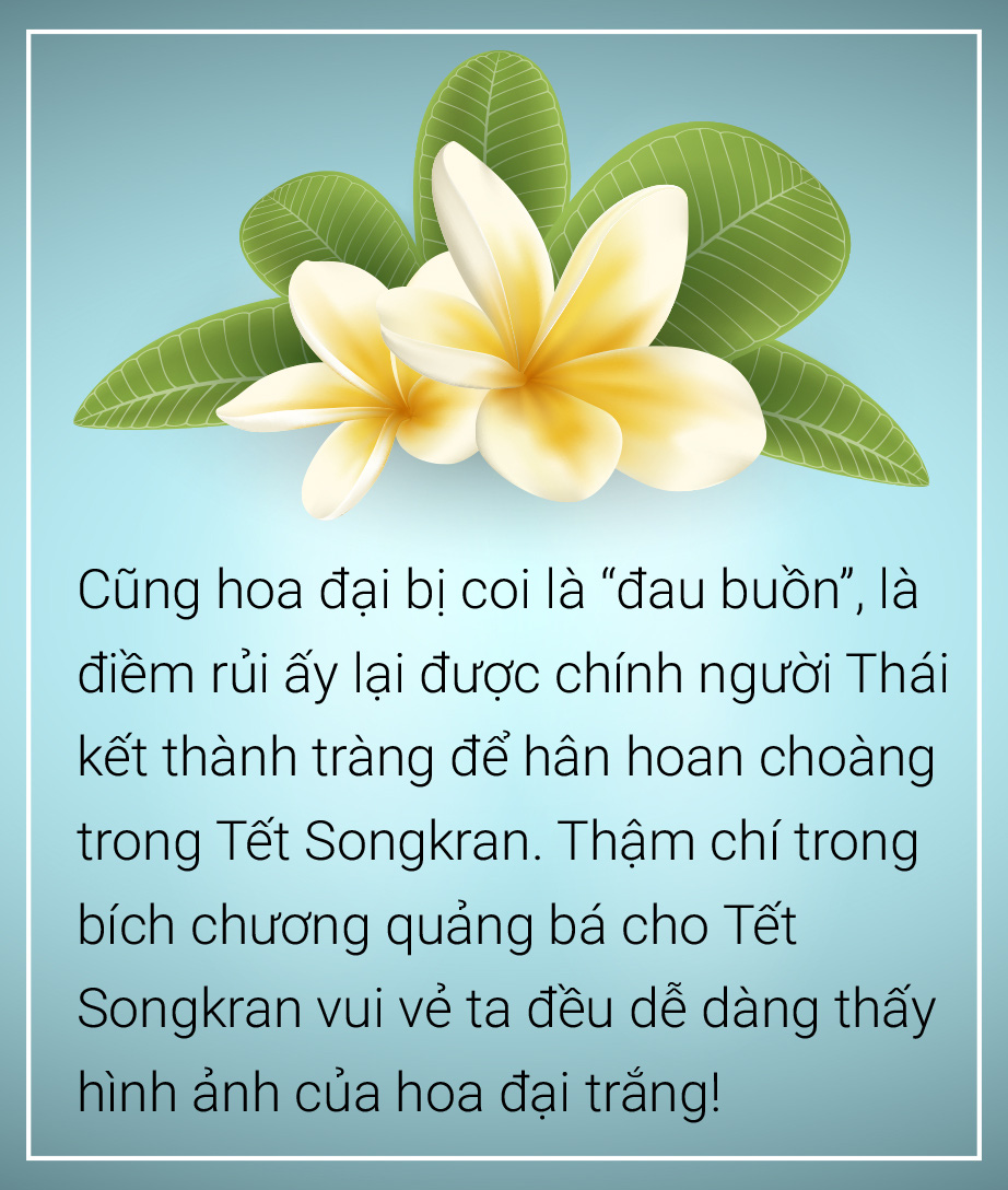 Hoa đại, hoa sứ  hoa của mâu thuẫn,  hoa của ai? - Ảnh 5.