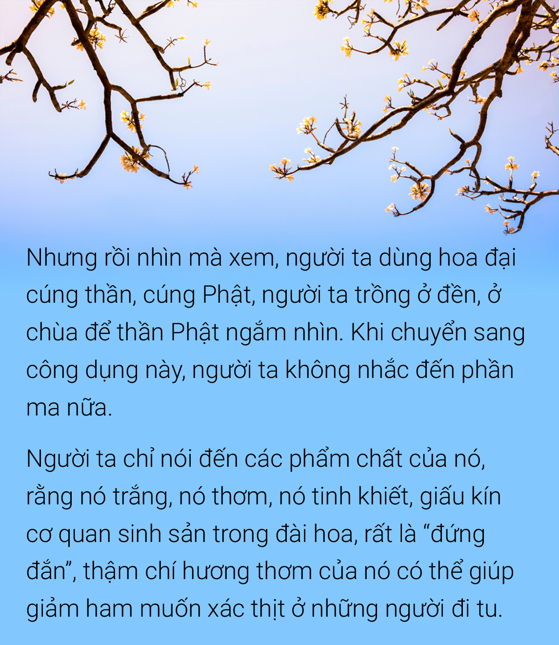 Hoa đại, hoa sứ  hoa của mâu thuẫn,  hoa của ai? - Ảnh 7.