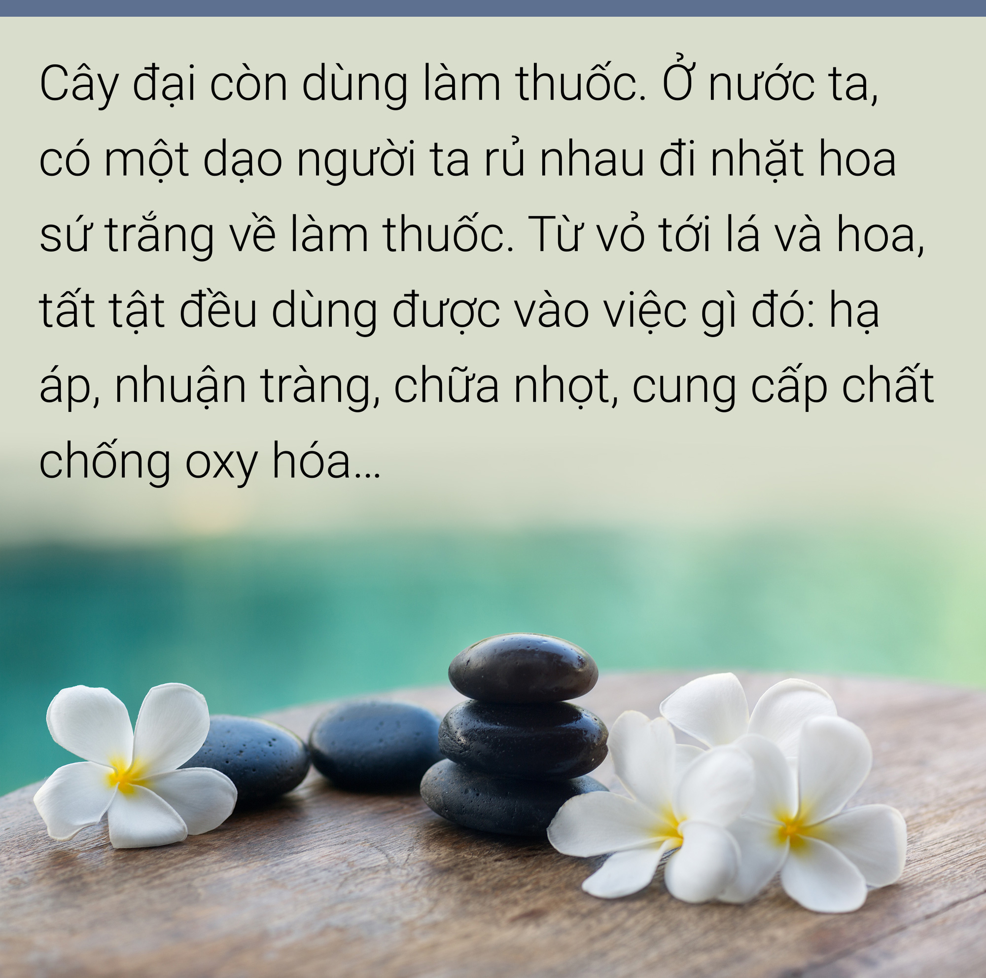 Hoa đại, hoa sứ  hoa của mâu thuẫn,  hoa của ai? - Ảnh 9.