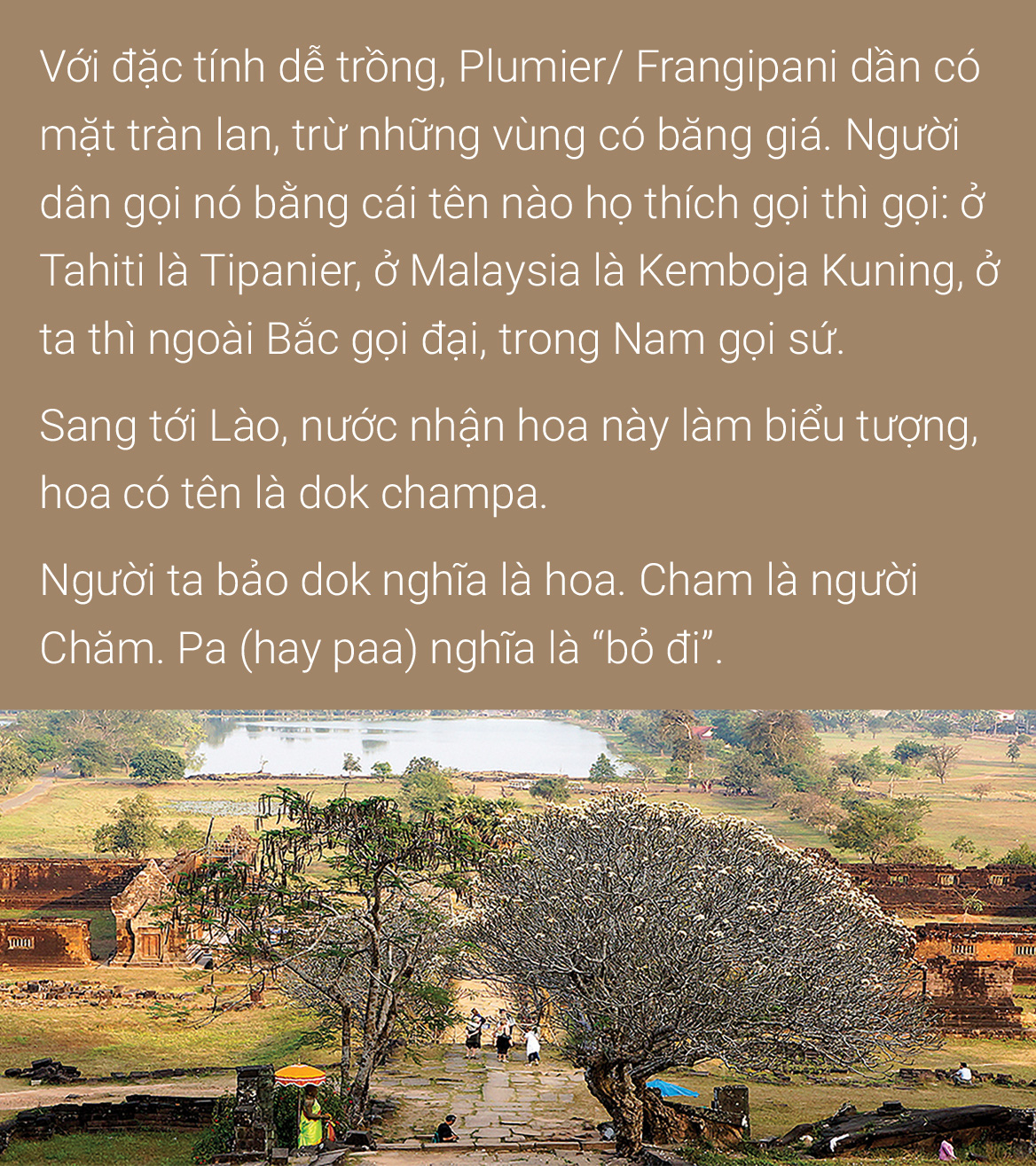 Hoa đại, hoa sứ  hoa của mâu thuẫn,  hoa của ai? - Ảnh 11.