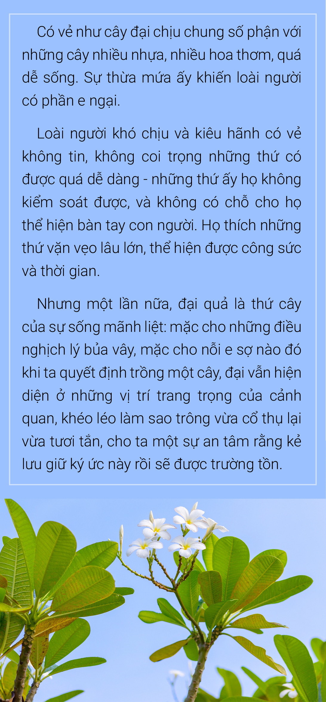 Hoa đại, hoa sứ  hoa của mâu thuẫn,  hoa của ai? - Ảnh 14.