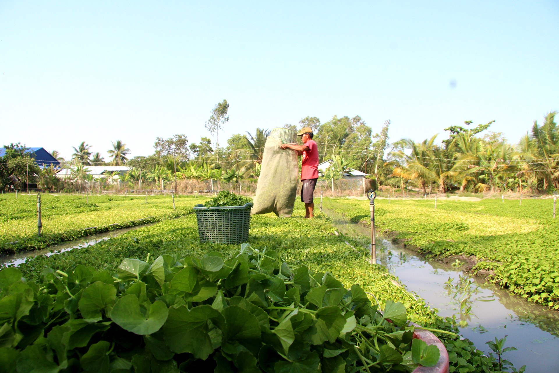 Một năm miền Tây chính thức vận hành siêu cống - Ảnh 19.