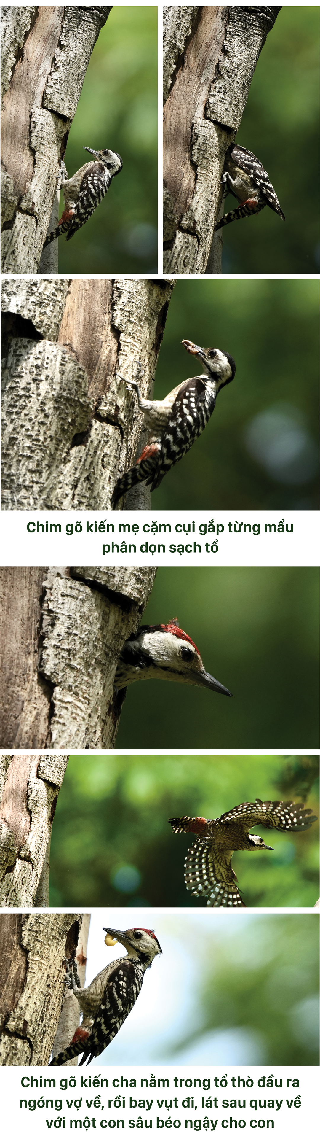 Mùa chim yêu giữa thành phố tháng 3 - Ảnh 4.