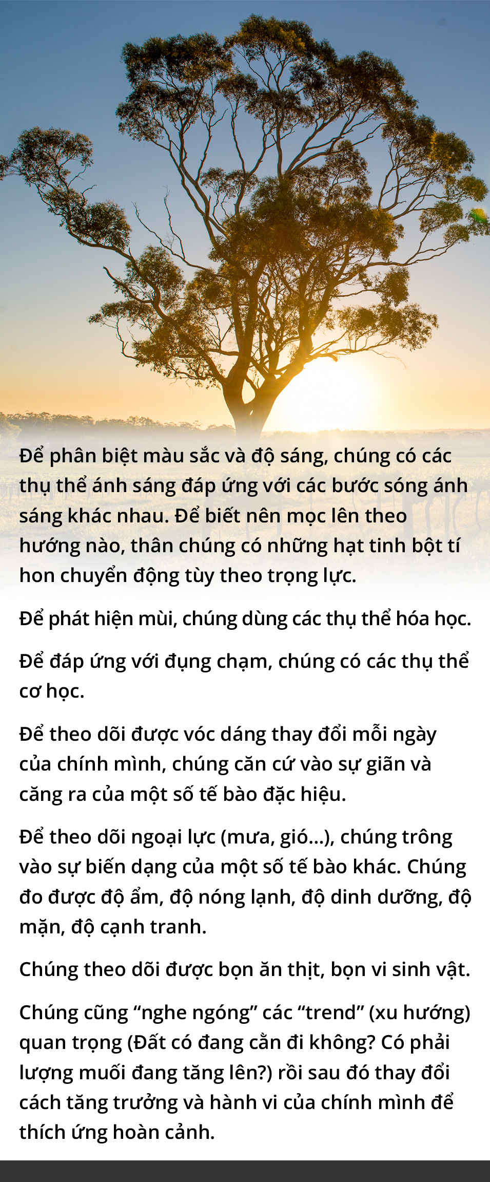 Hóa ra chúng ta là một rừng cây - Ảnh 6.