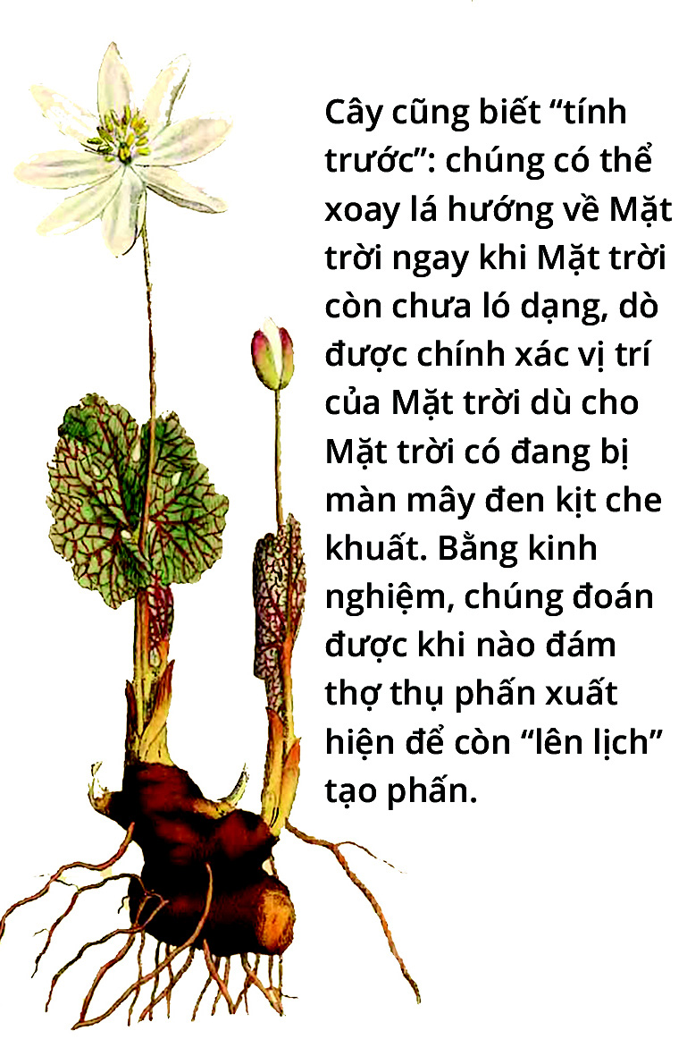 Hóa ra chúng ta là một rừng cây - Ảnh 7.