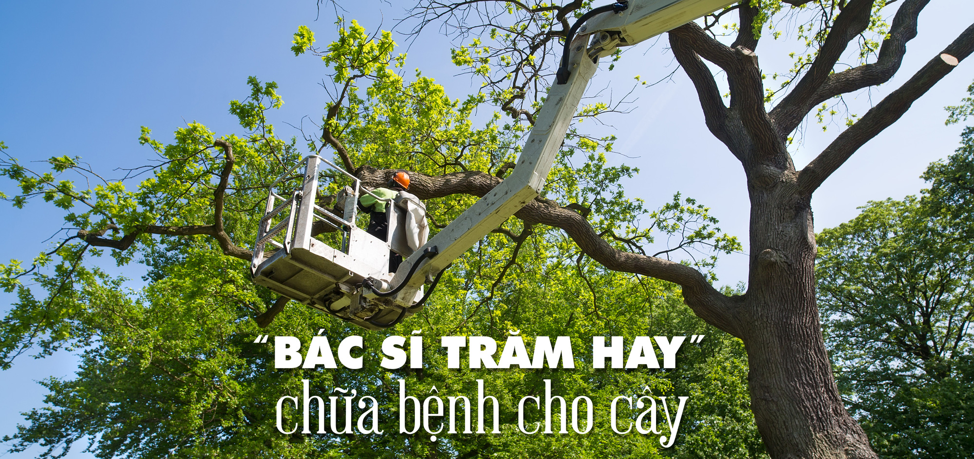 Cây xanh đô thị - “đọc vị” tương lai - Ảnh 18.